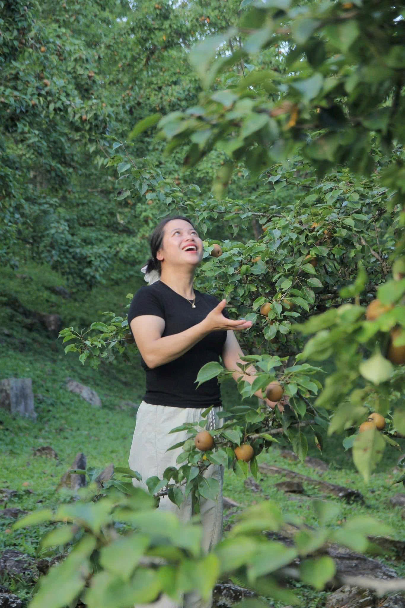 Vườn lê nâu đặc sản Tuyên Quang đang chín rộ