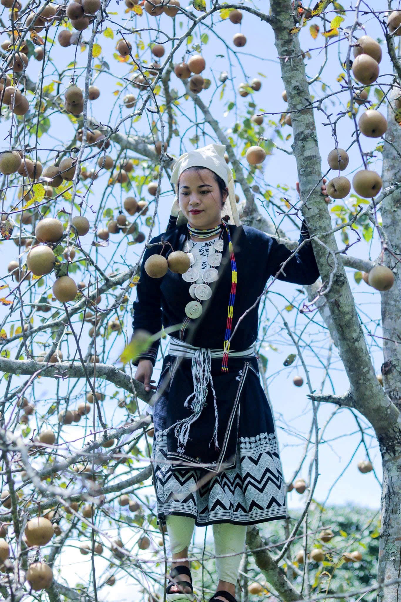 Nông dân thu hoạch rau sạch theo tiêu chuẩn VietGAP