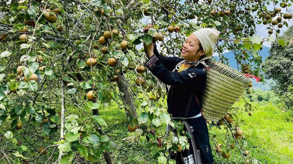 Hoạt động sản xuất tại HTX Tân Hợp