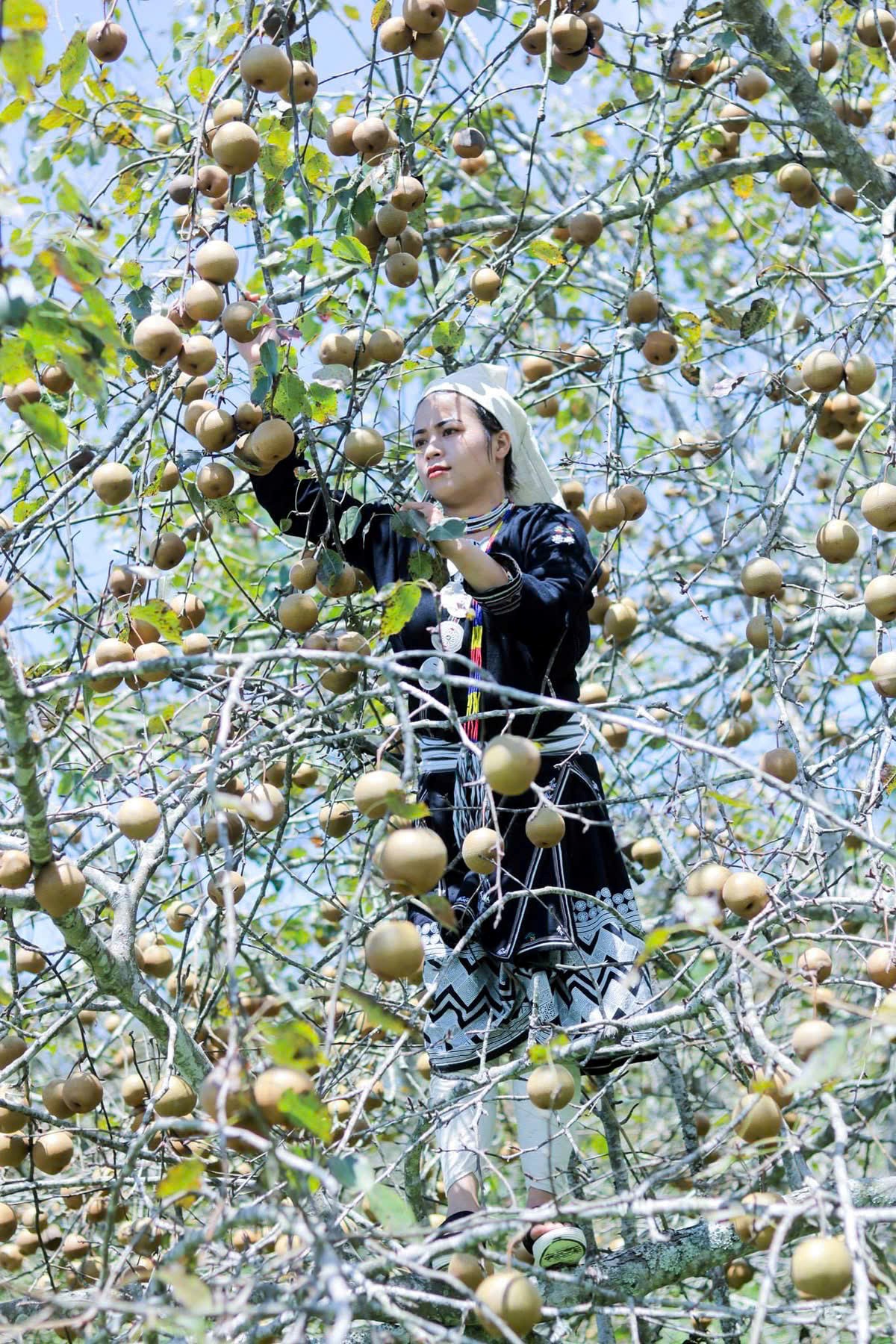 Lê nâu Tuyên Quang - đặc sản nổi tiếng vùng núi phía Bắc